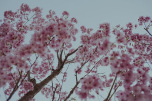 写真作品