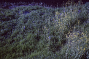 写真作品