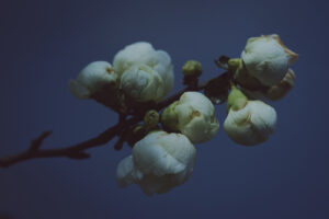 写真作品