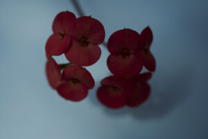 写真作品