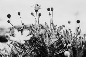 写真作品