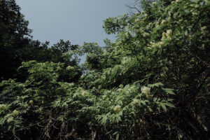 写真作品