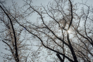 写真作品
