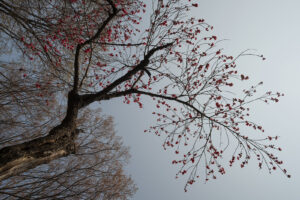写真作品