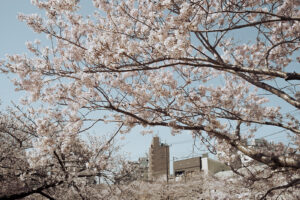 写真作品