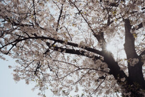 写真作品