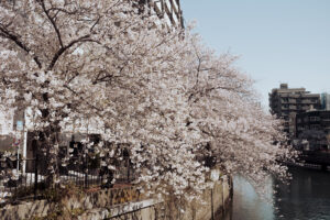 写真作品