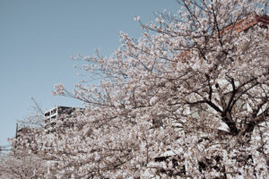 写真作品