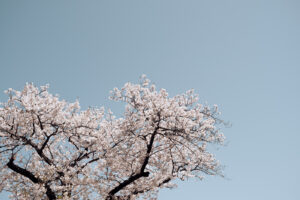写真作品