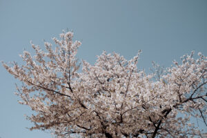 写真作品