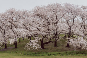 写真作品