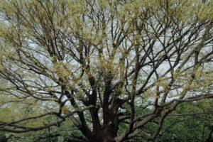 写真作品