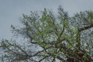 写真作品