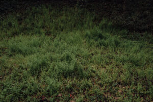 写真作品