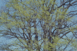 写真作品