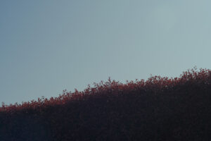 写真作品