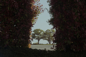 写真作品