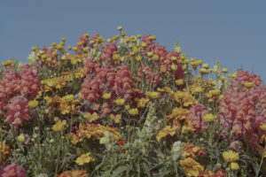 写真作品
