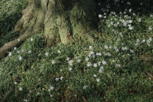 写真作品