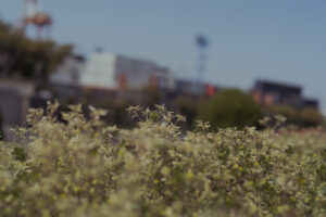 写真作品