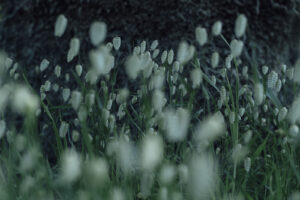 写真作品