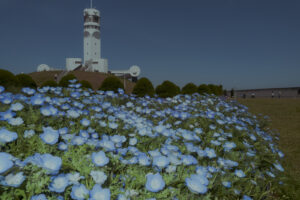 写真作品