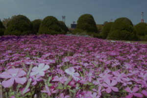 写真作品