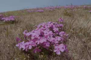 写真作品