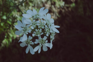写真作品