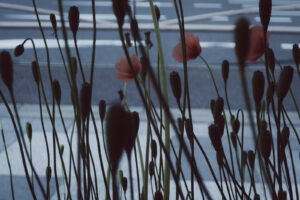 写真作品