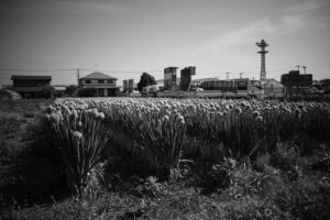 写真作品