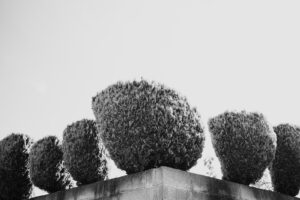 写真作品