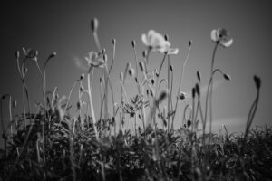 写真作品