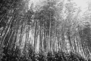 写真作品