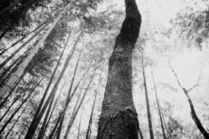写真作品