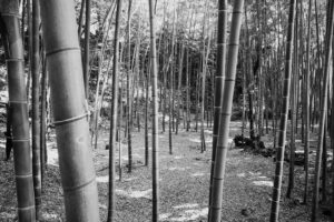 写真作品