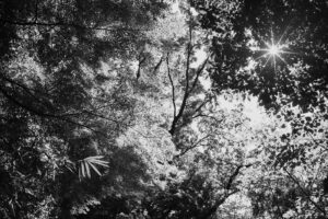 写真作品