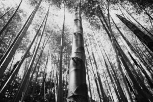 写真作品