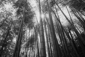 写真作品