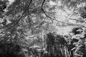 写真作品