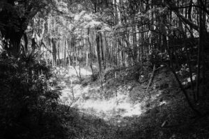 写真作品