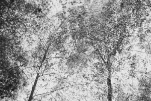 写真作品