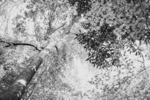 写真作品