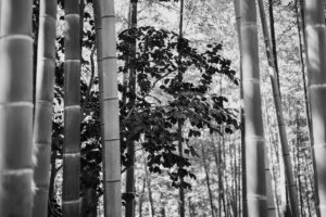 写真作品