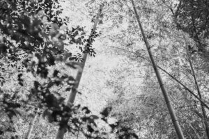 写真作品