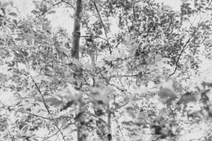 写真作品