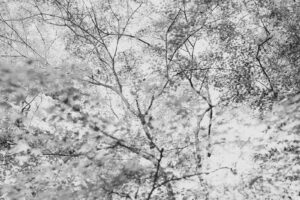 写真作品