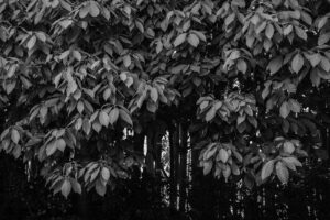 写真作品