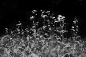 写真作品