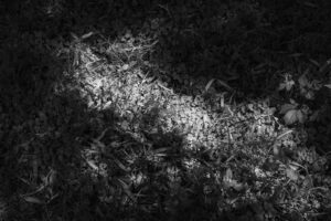 写真作品